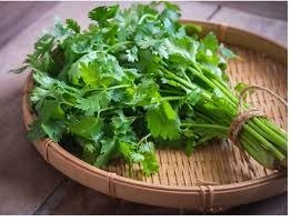 Coriander